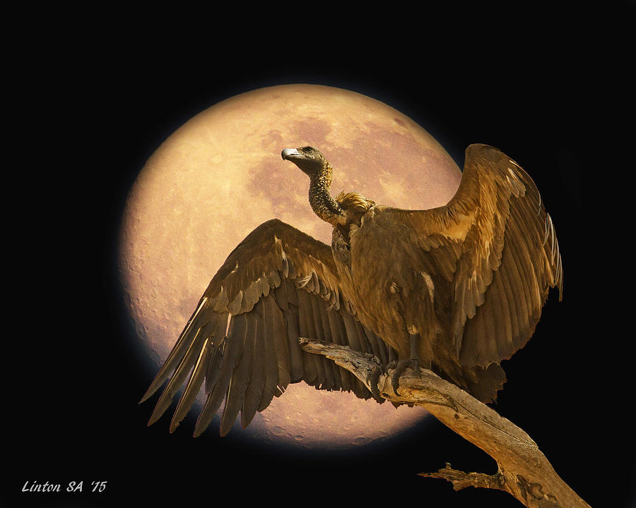 Vulture By Moonlight Photograph by Larry Linton