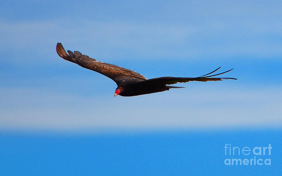 Vulture Photograph by Dani McEvoy