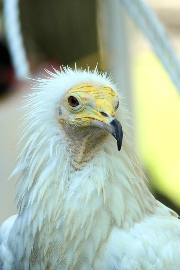 Vulture Photograph by David Stasiak - Fine Art America