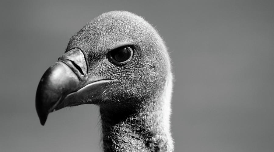 Vulture Eyes Photograph
