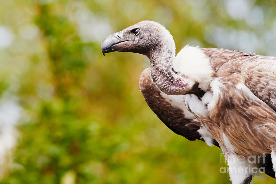 Vulture in a forest Photograph by Nick  Biemans