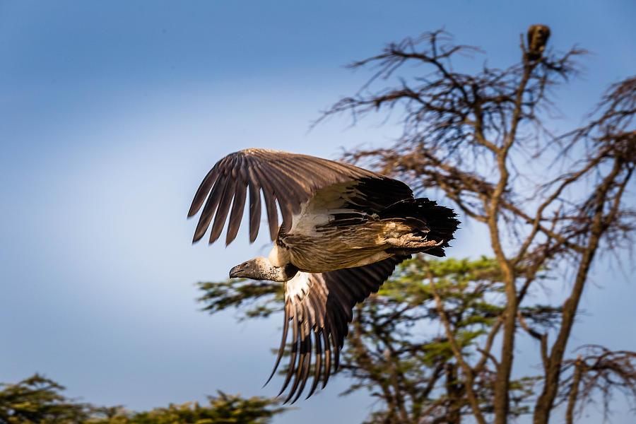 Vulture in Flight Photograph by Bryan Moore