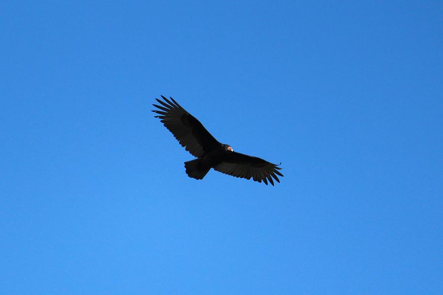 Vulture In Flight Photograph by Cynthia Guinn