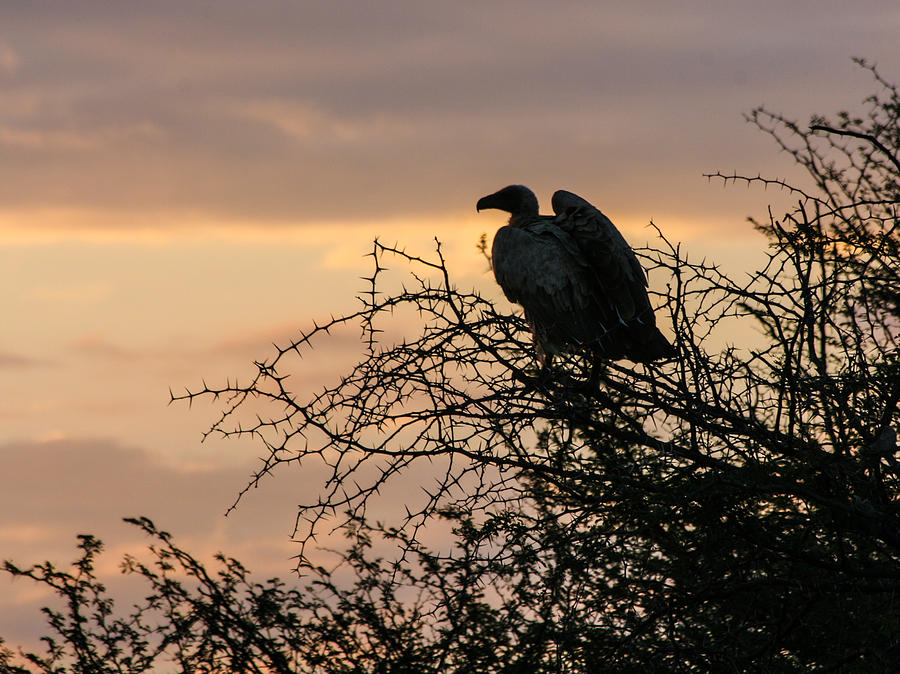 Vulture in the Acacia Tree Photograph by Karen Zuk Rosenblatt