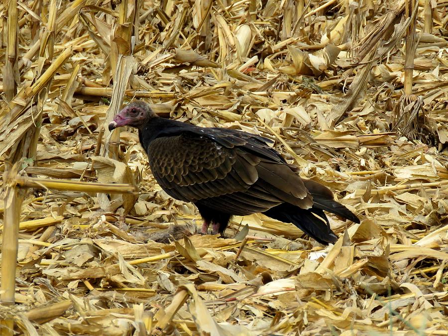Vulture in the Corn Field  Photograph by Keith Stokes