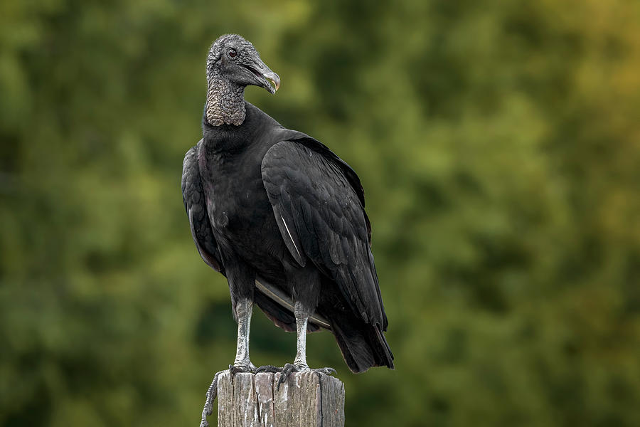 Vulture Photograph by Kristopher Bedgood - Fine Art America