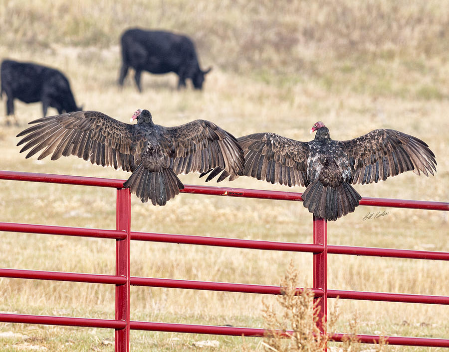 Vulture Overlap Photograph by Bill Kesler