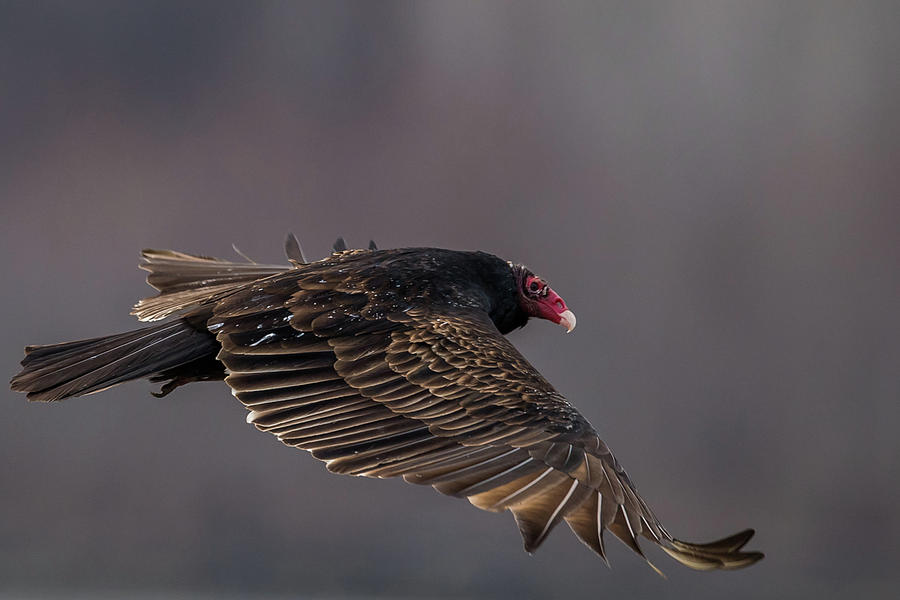 Vulture Photograph by Paul Freidlund