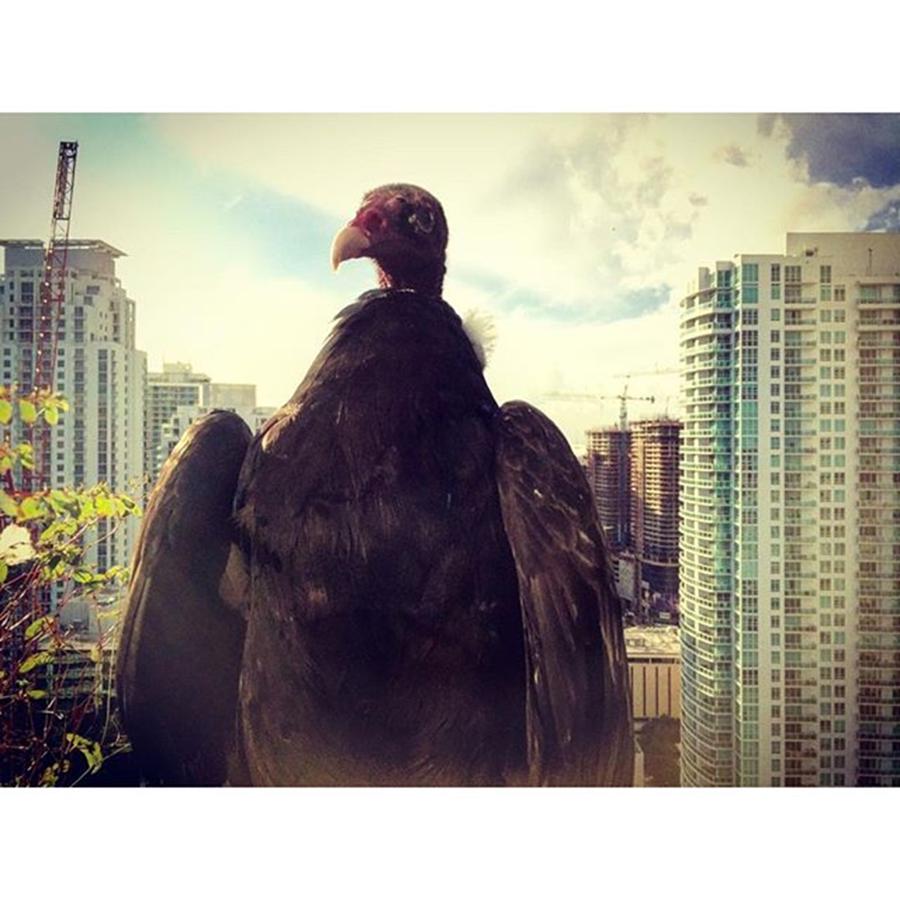 Building Photograph - Vulture Perched On A High Rise Building by Juan Silva Building Photograph - Vulture Perched On A High Rise Building by Juan Silva