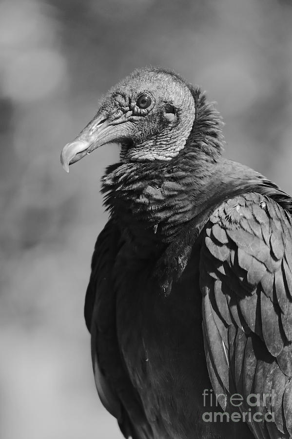 Vulture Profile in Black and White Photograph by Carol Groenen