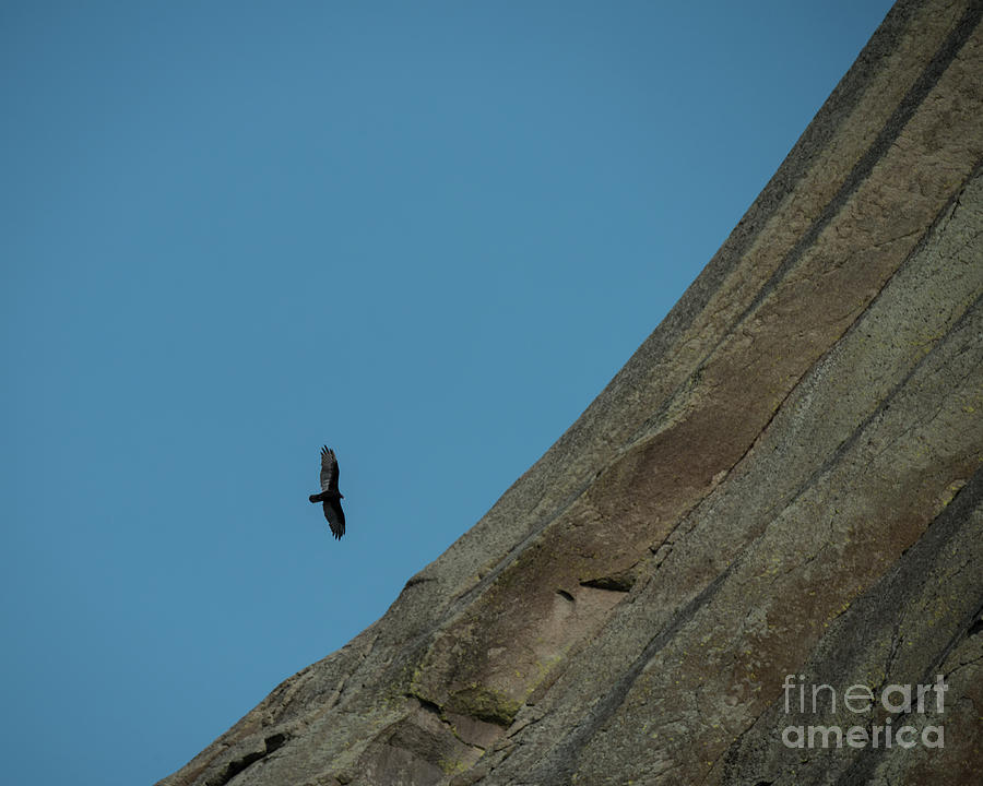 Vulture Photograph by Steven Natanson