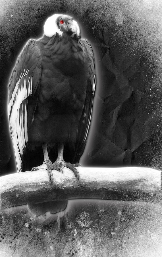 Bird Photograph - Vulture by Svetlana Sewell