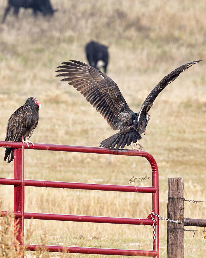 Vulture Vee Photograph by Bill Kesler