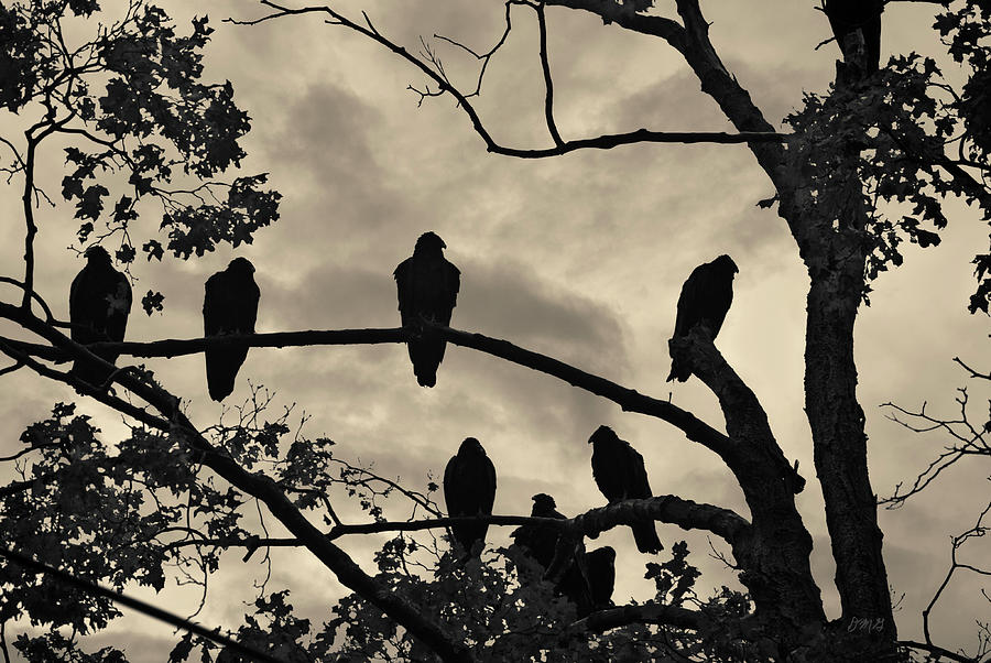 Vultures And Cloudy Sky Photograph by David Gordon