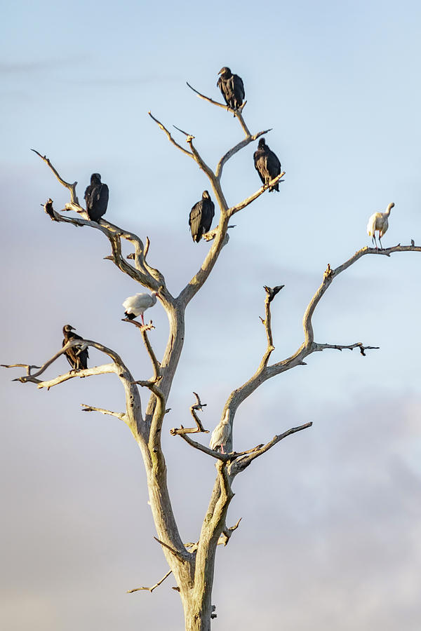 Vultures and Ibis Photograph by Glenn Woodell