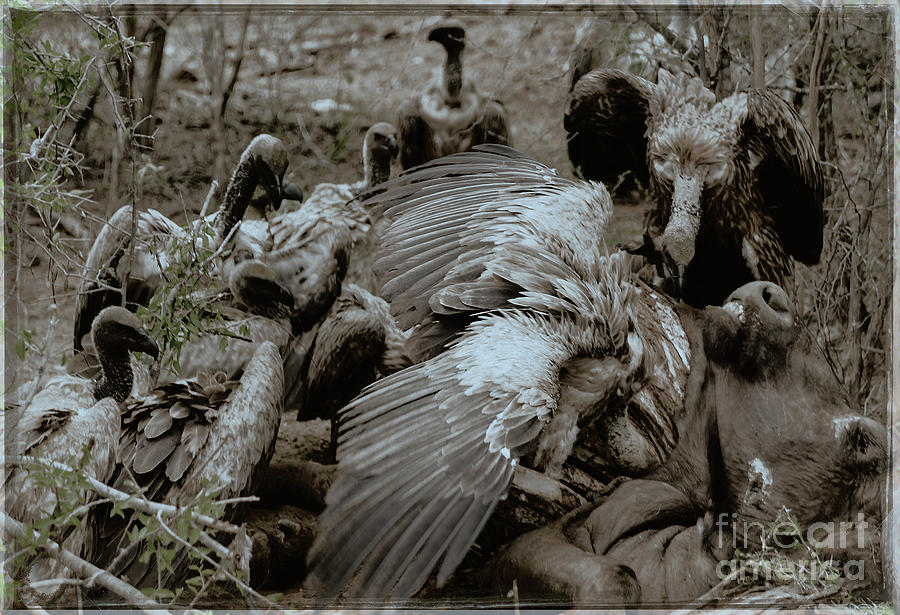 Vultures Clean-up Photograph by Robert Bolla