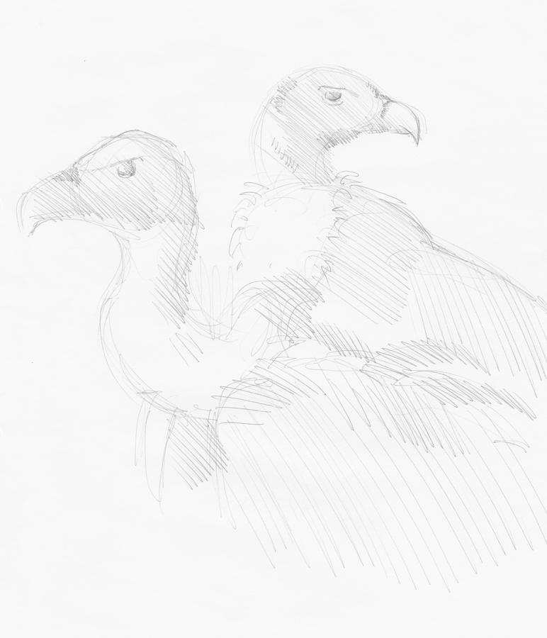 Vultures drawing Drawing by Mike Jory