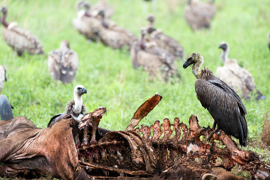 Vultures eating a wildebeest Photograph by RicardMN Photography