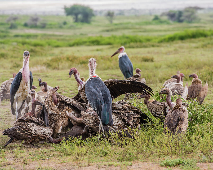 Vultures Feeding on a Pregnant Cape Buffalo Carcass Photograph by ...