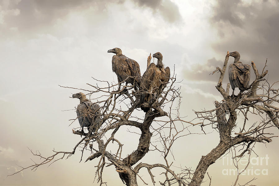 Vultures in a dead tree.  Photograph by Jane Rix