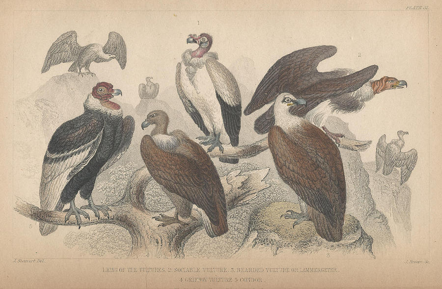John James Audubon Drawing - Vultures by Dreyer Wildlife Print Collections 