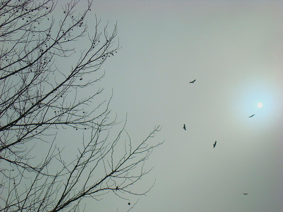 Hazy Shade of Winter Photograph by Julie Pappas