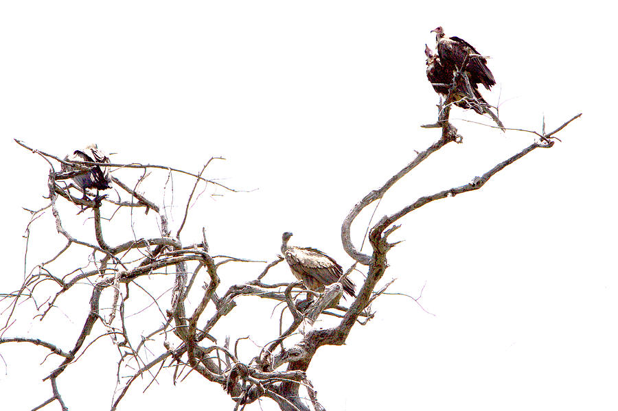 Bird Photograph - Vultures On Watch by Robert Probst