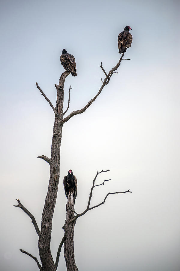 Vultures perched in a dead tree Photograph by Patrick Wolf