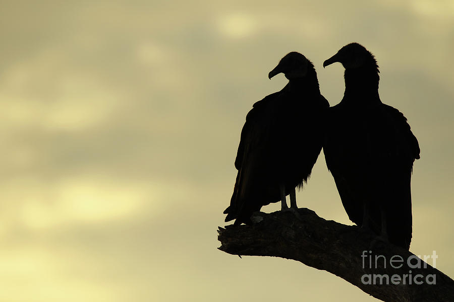 Vultures Silhouetted At Sunset Photograph by Max Allen