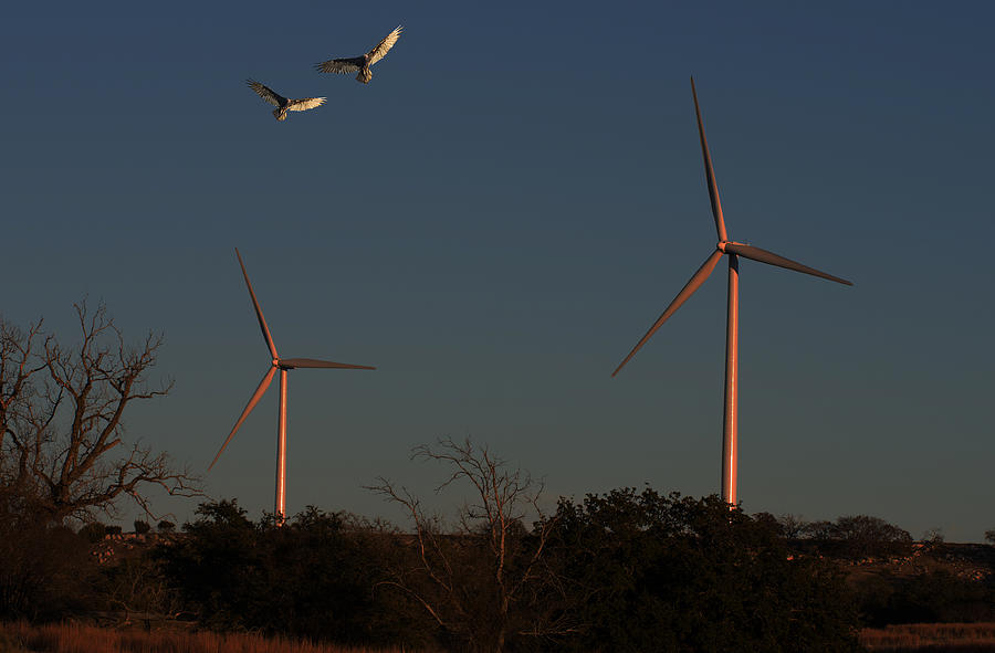Landscape Photograph - Vultures Sunlight Windmills by Bob Marquis