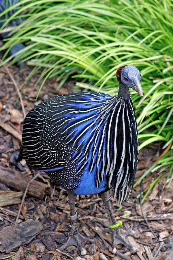 Vulturine Guinea Fowl Photograph by Daniel Caracappa - Fine Art