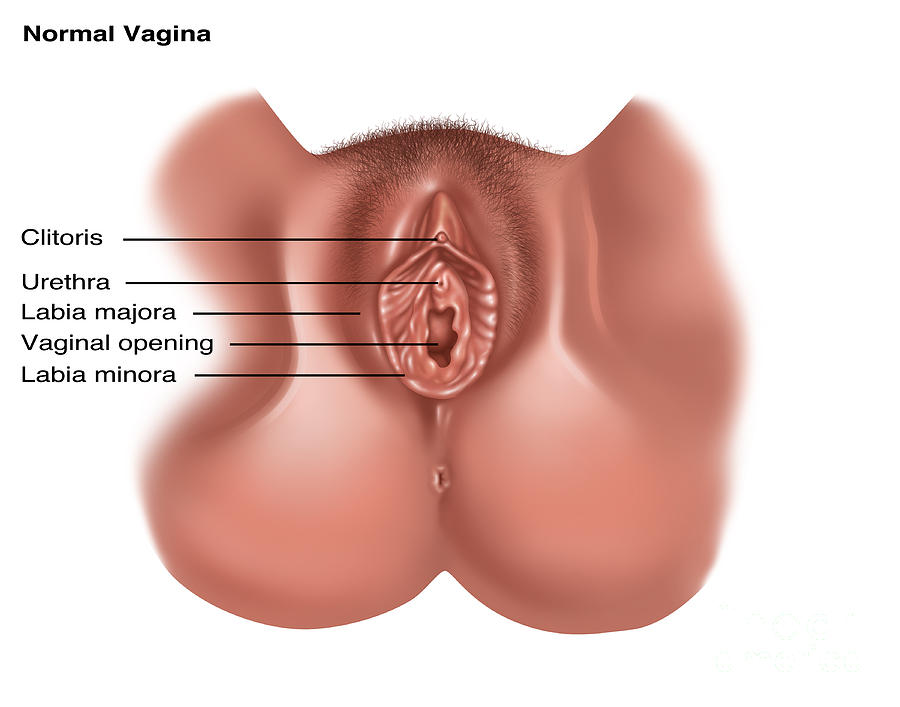 Vulva, Illustration Photograph by Gwen Shockey