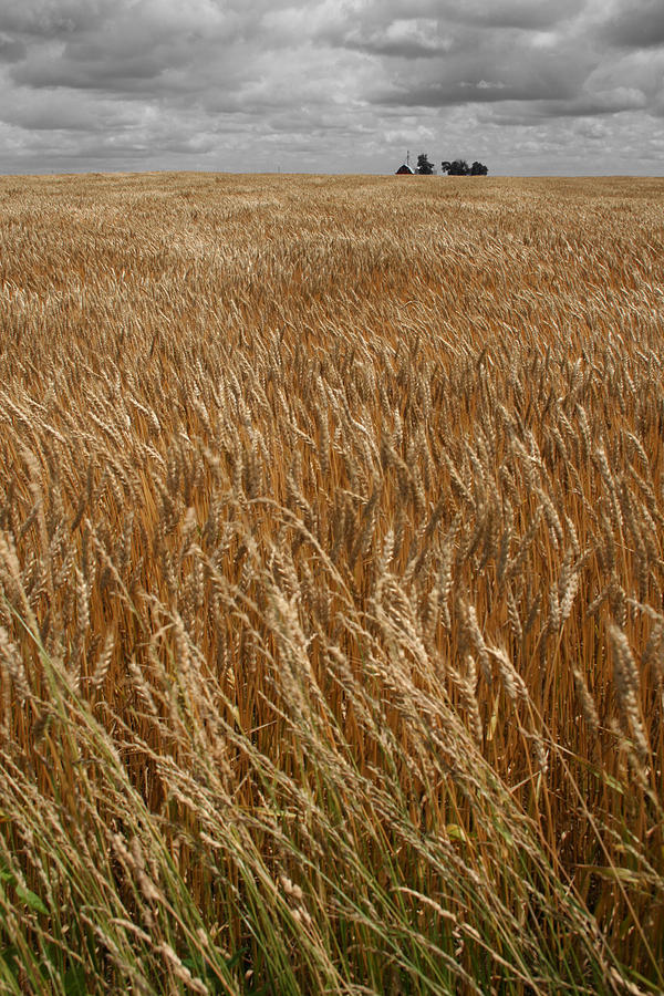 W Organic Wheat Photograph by Dylan Punke