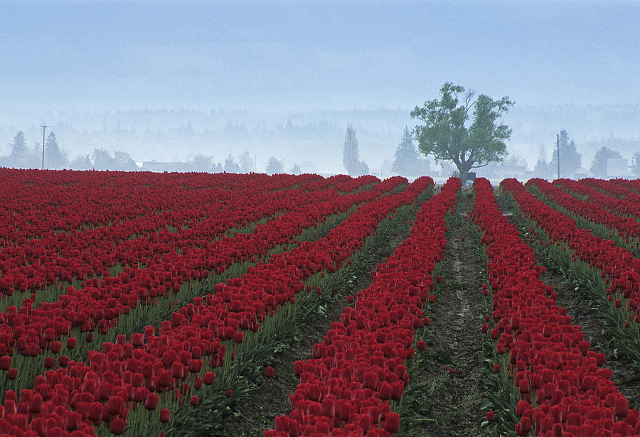 WA Red Tulips Photograph by Doug Davidson