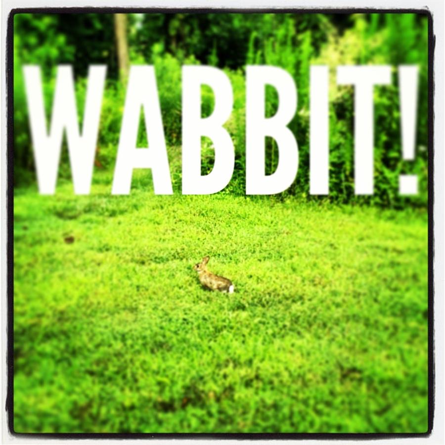 Wabbit Photograph by Will Felix