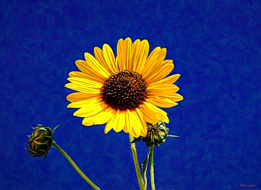 Wabi-Sabi Sunflower Photograph by Anna Louise
