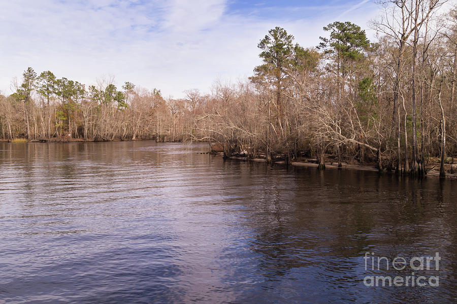 Waccamaw River in Winter Photograph by MM Anderson