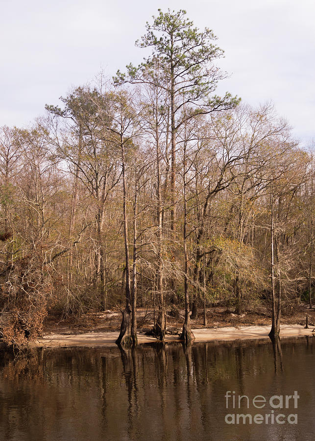 Waccamaw Riverbank in Winter Photograph by MM Anderson