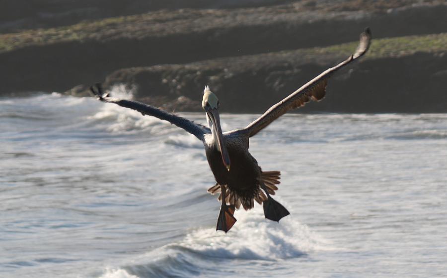 Wacky Pelican in Flight Photograph by Christy Pooschke