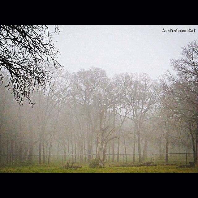 Tree Photograph - #wackywednesday Whiplash #weather. #fog by Austin Tuxedo Cat