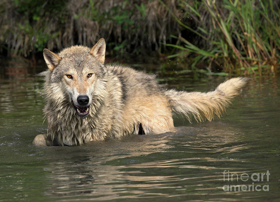 Wadding Wolf Photograph by Art Cole