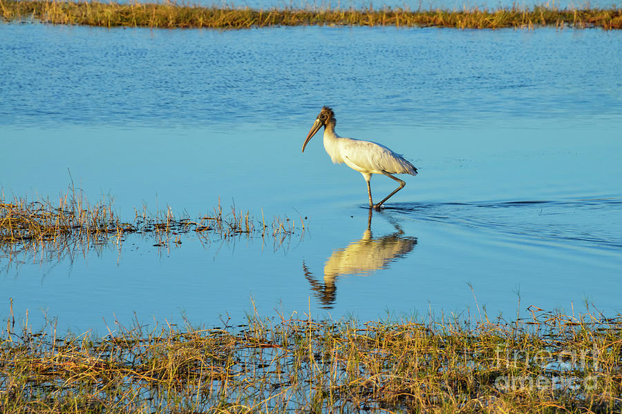 Wadding Wood Stork and Reflection Photograph by Bob Phillips