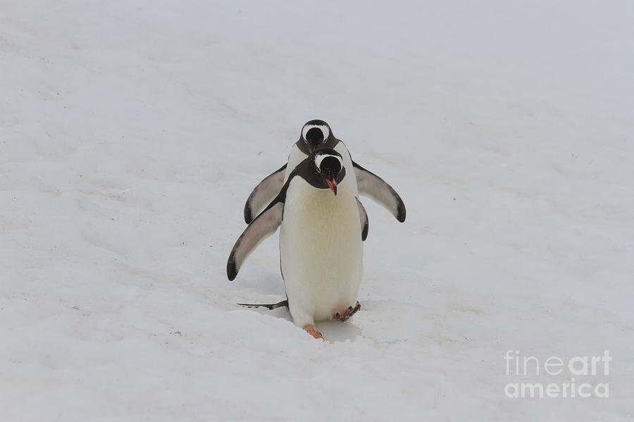 Waddling gentoo penguins Photograph by Karen Foley