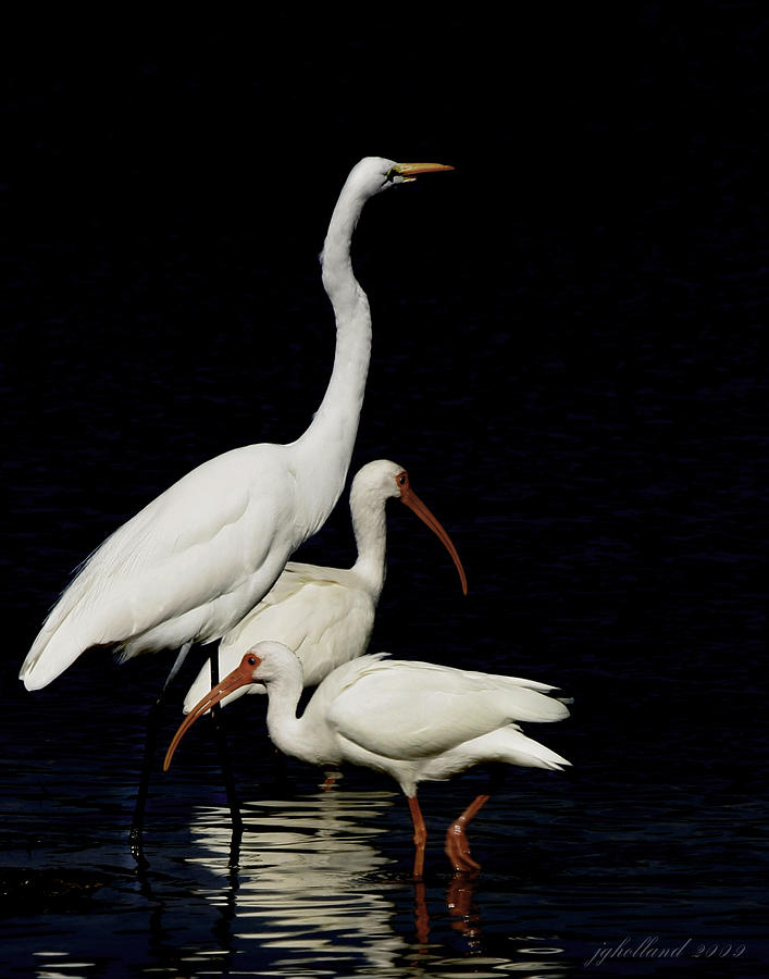 Wading Birds of Sanibel Florida Photograph by Joseph G Holland
