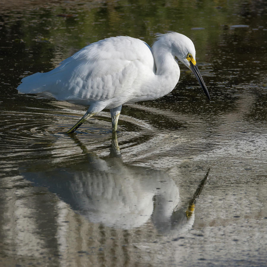 Egret Photograph - Wading Egret Reflected by Bruce Frye