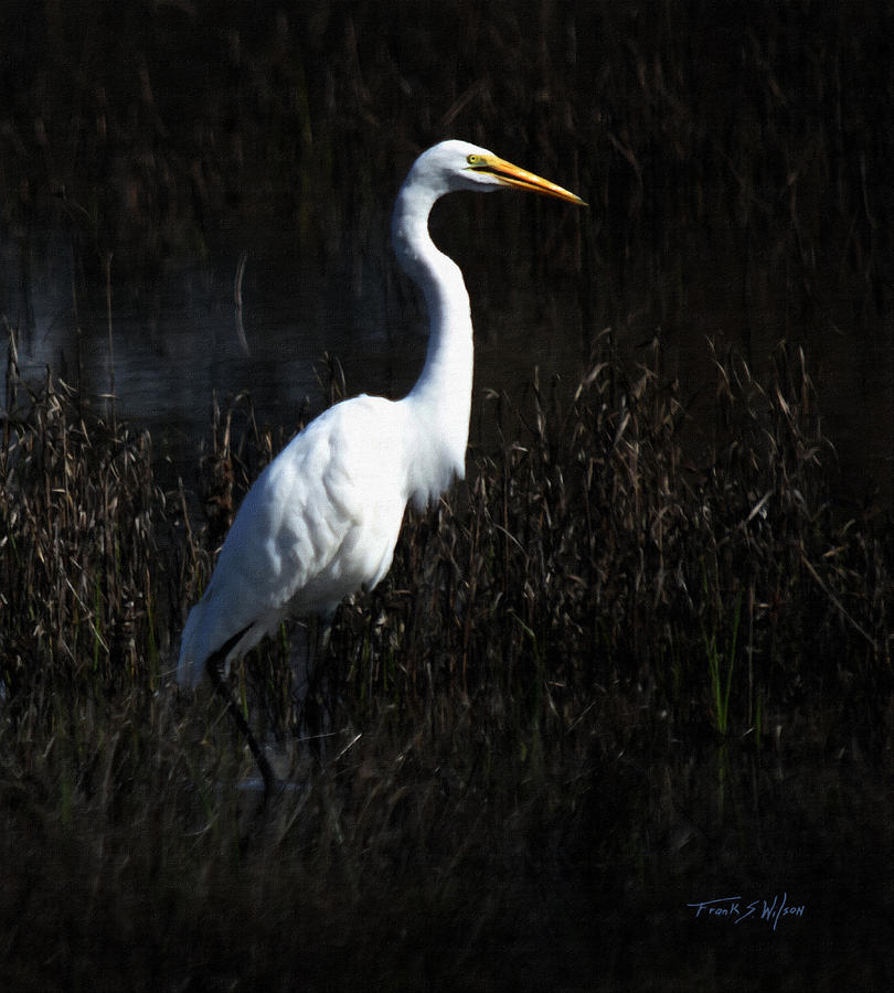 Wading Egret Photograph by Frank Wilson