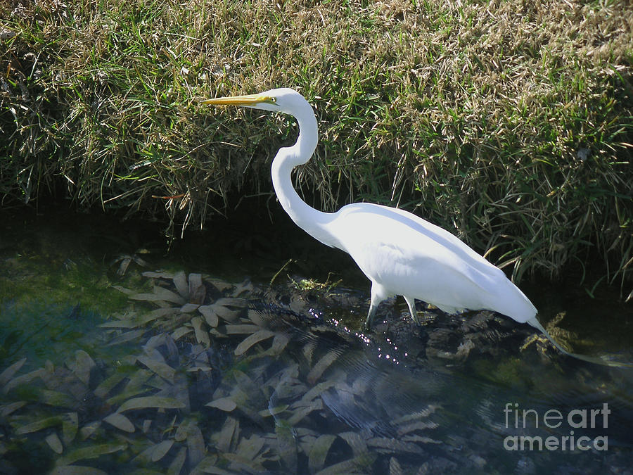 Nature Photograph - Wading For Dinner by Lucyna A M Green