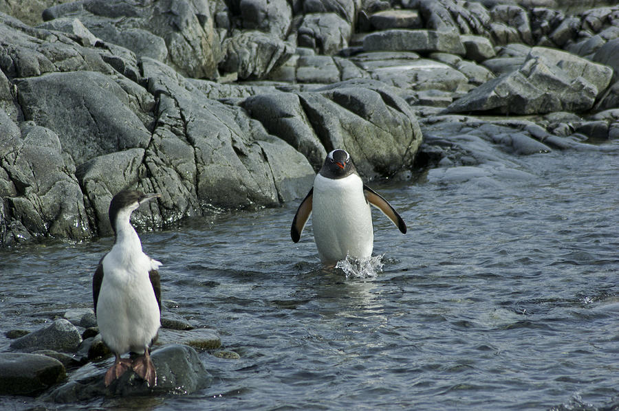 Wading Gentoo Penguin Photograph by Brian Kamprath