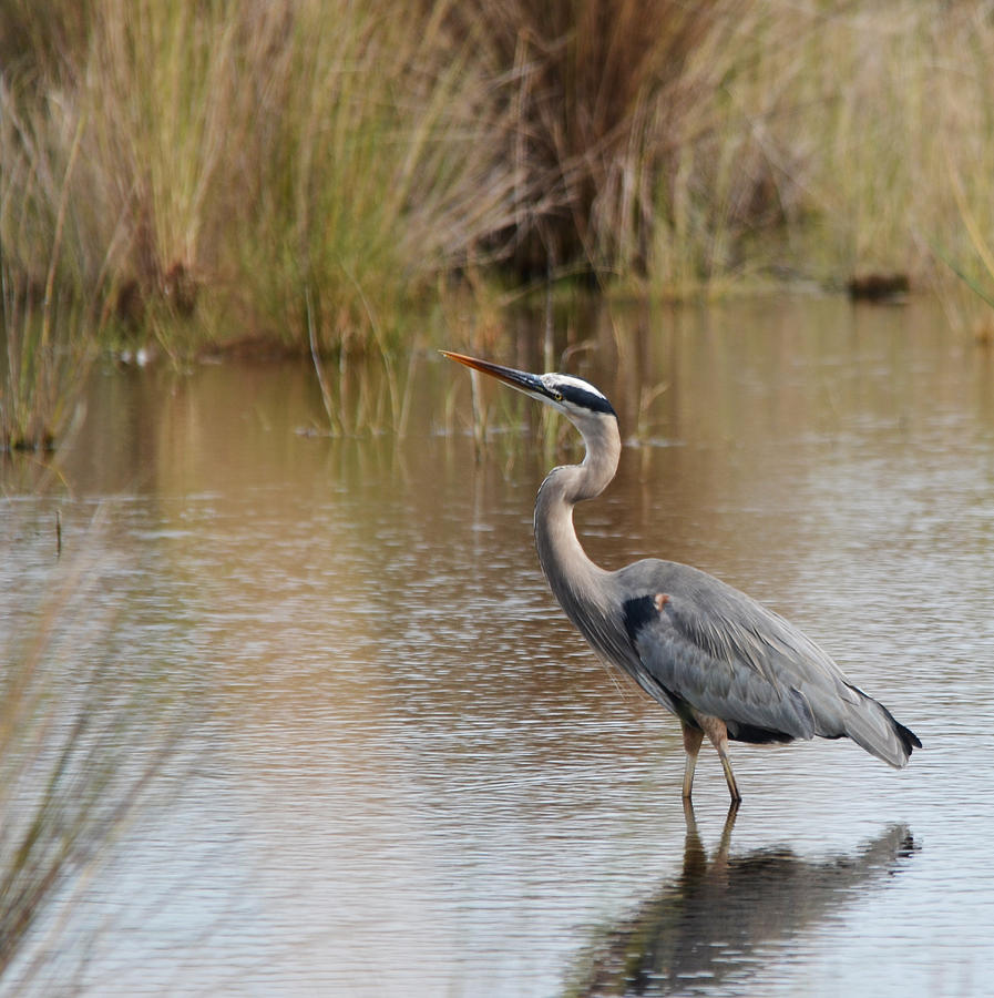 Wading Great Blue Heron Photograph by Carla Parris