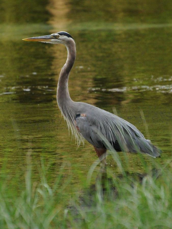 Wading Great Blue Heron Photograph by Jack Cushman | Fine Art America